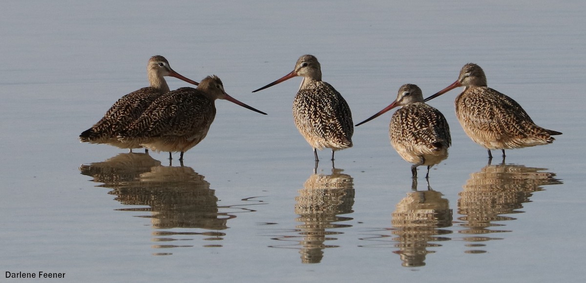 Marbled Godwit - ML59442021