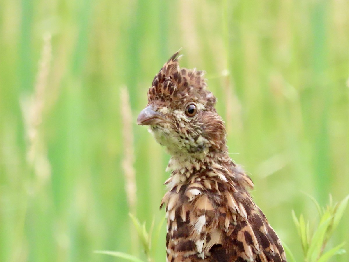 Ruffed Grouse - ML594421381