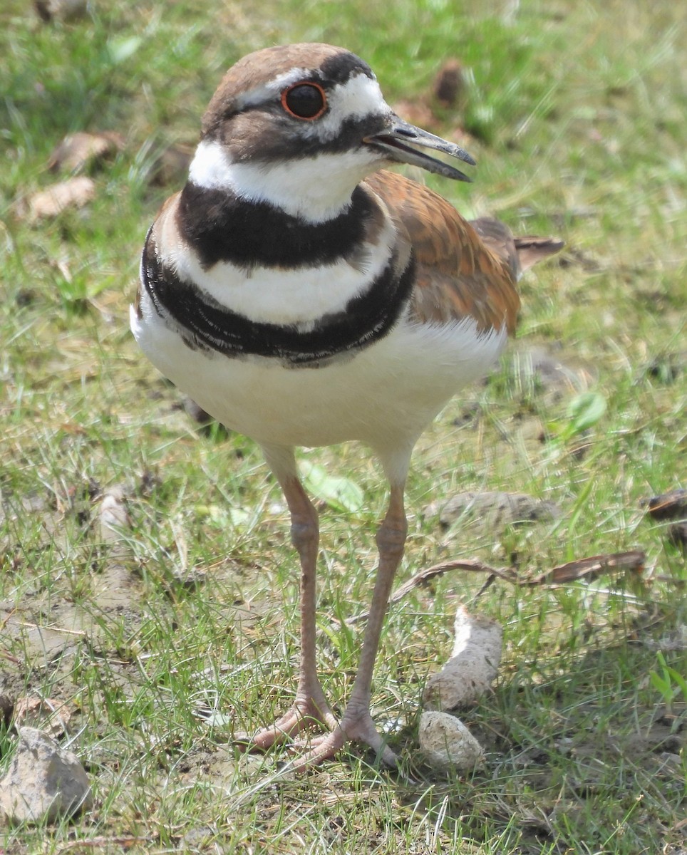 Killdeer - ML594421581