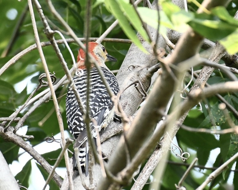 Red-bellied Woodpecker - ML594422261