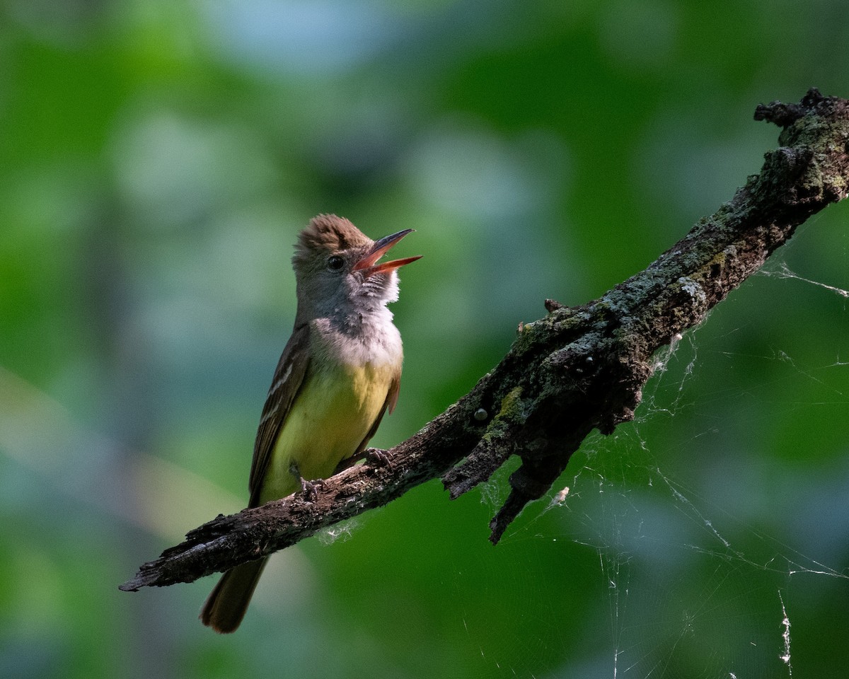 Great Crested Flycatcher - ML594422441