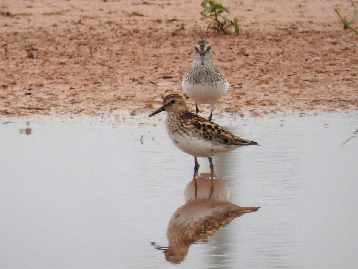 Least Sandpiper - ML594422461