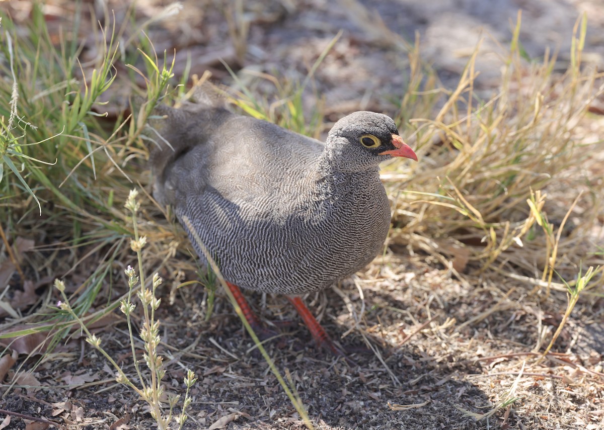 Red-billed Spurfowl - ML594422471