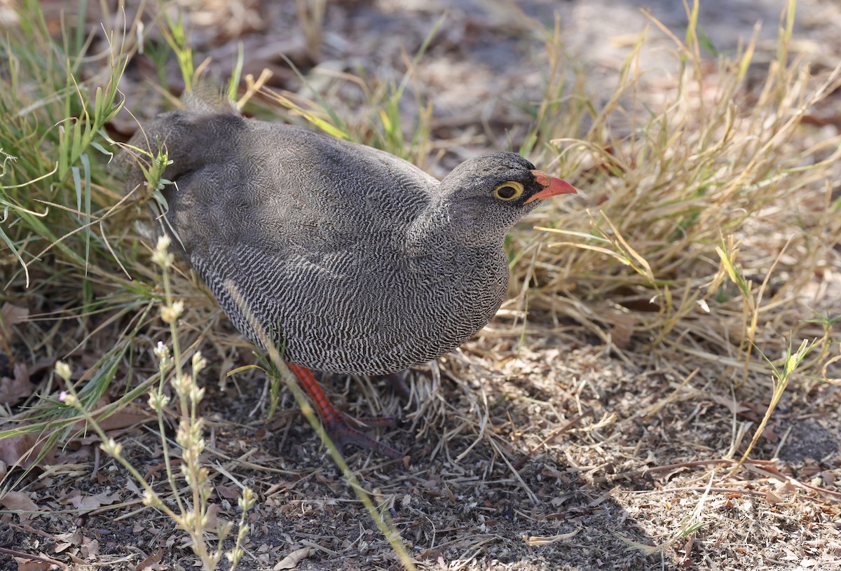 Red-billed Spurfowl - ML594422481