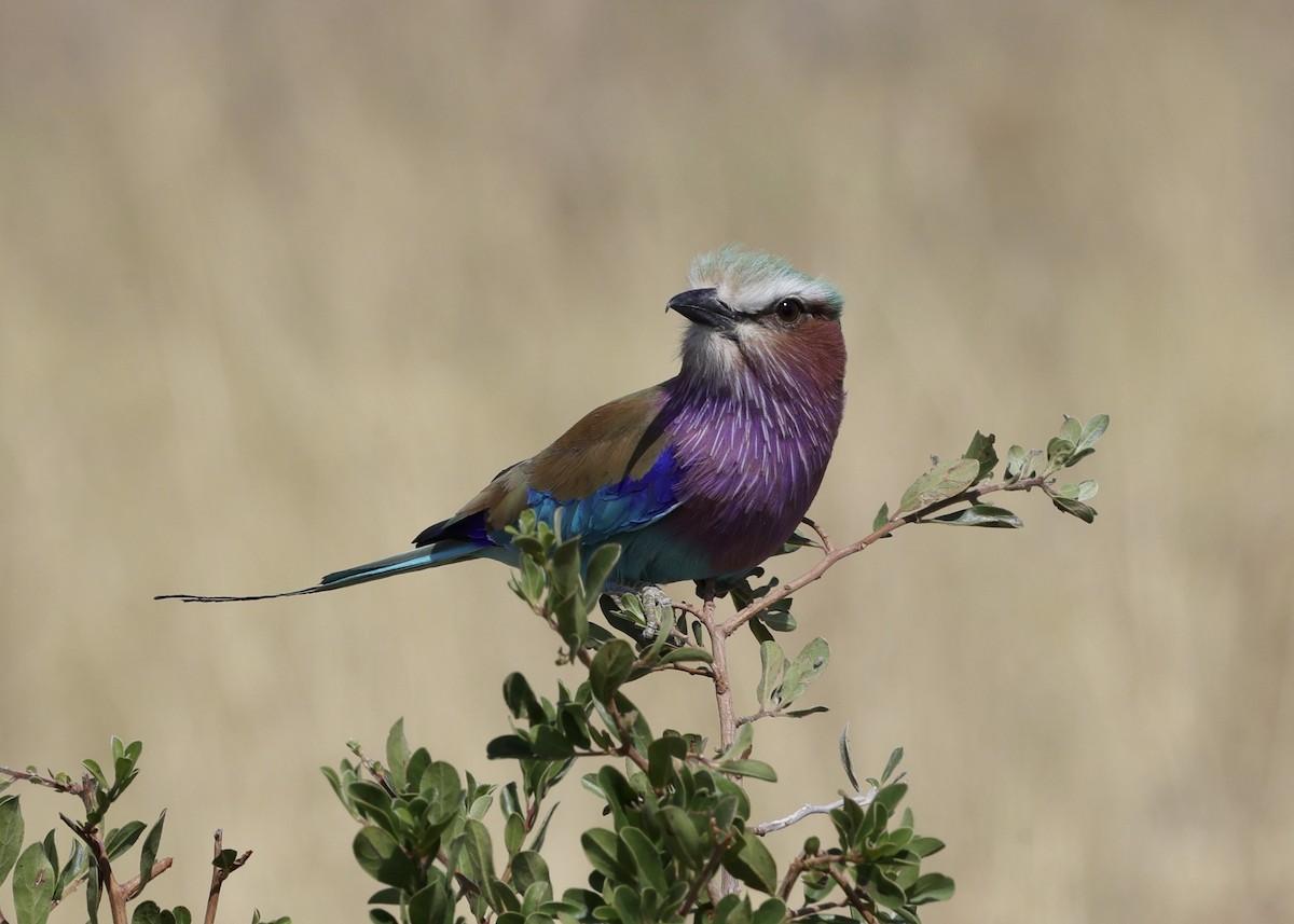 Lilac-breasted Roller - ML594422671