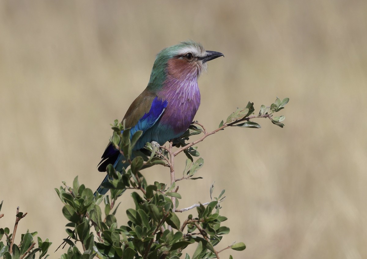 Lilac-breasted Roller - ML594422681