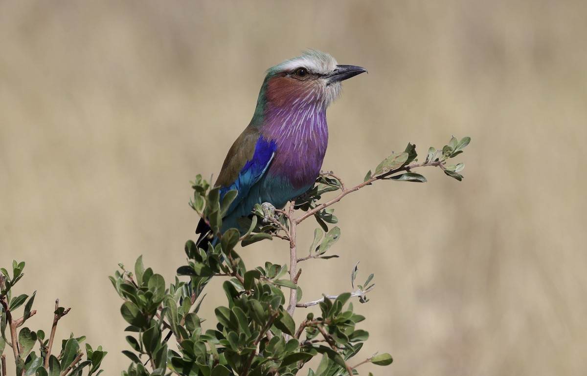 Lilac-breasted Roller - ML594422691