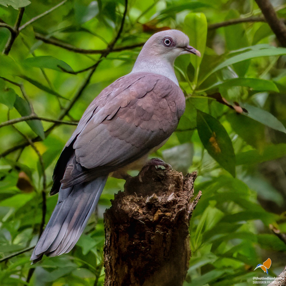 Mountain Imperial-Pigeon - ML594423501