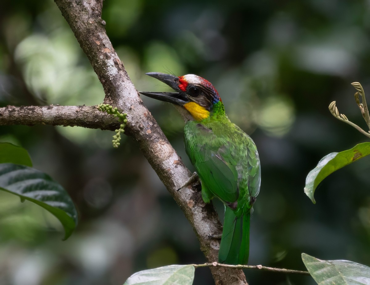 Gold-whiskered Barbet - jimmy Yao