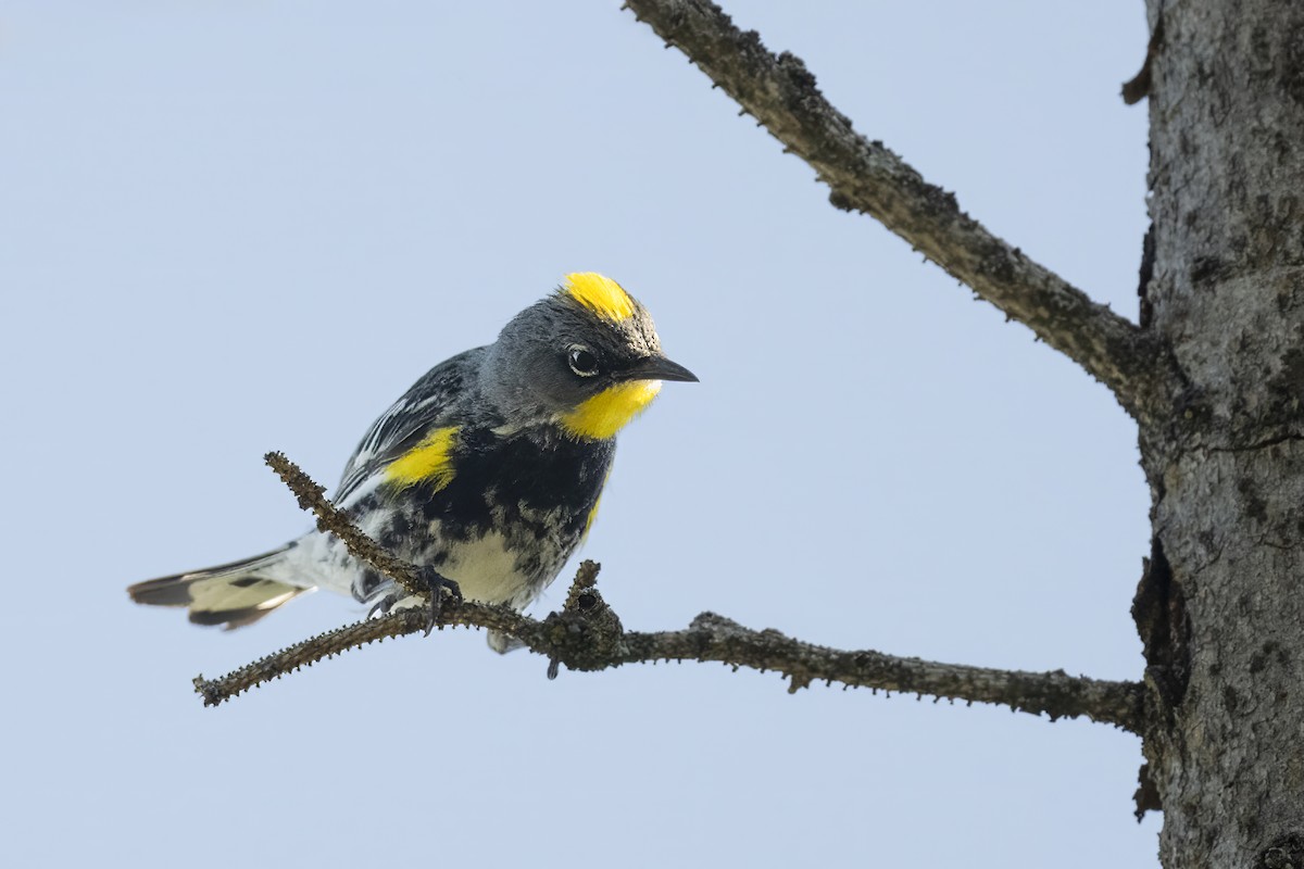 Yellow-rumped Warbler - Jack Lefor