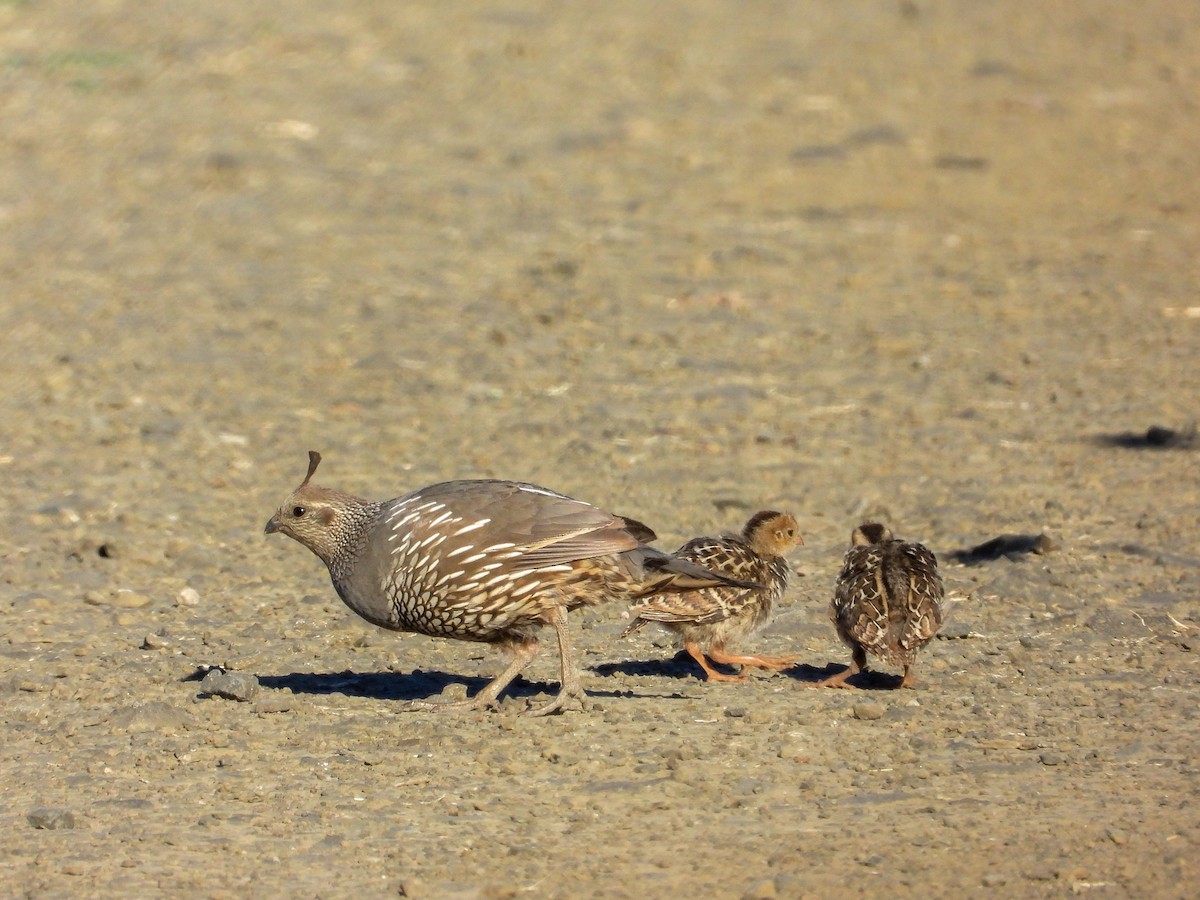 California Quail - ML594425571