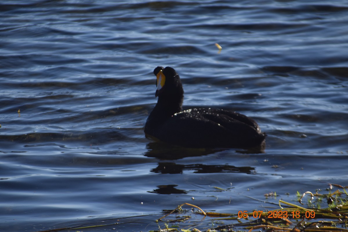 Giant Coot - ML594426731