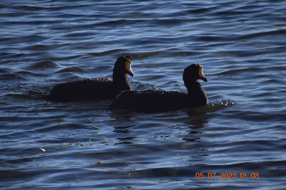 Giant Coot - ML594426741