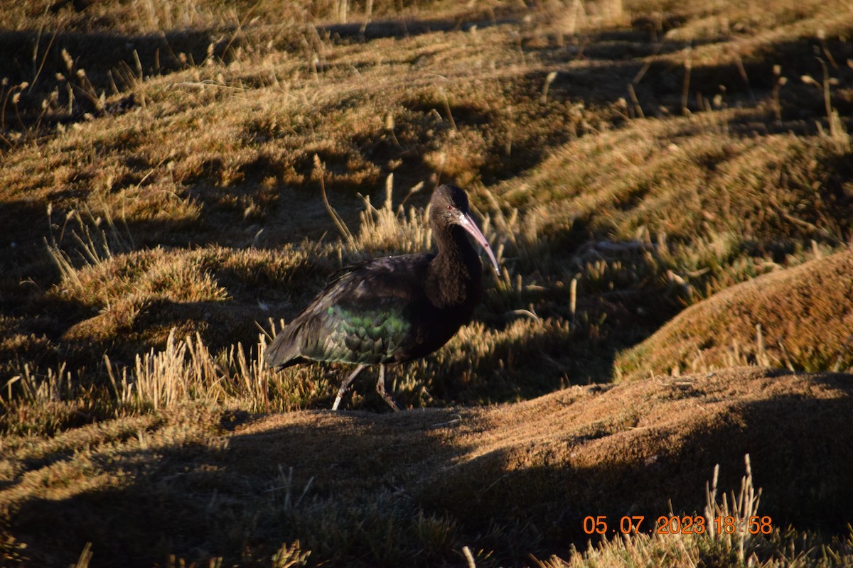 ibis andský - ML594426951