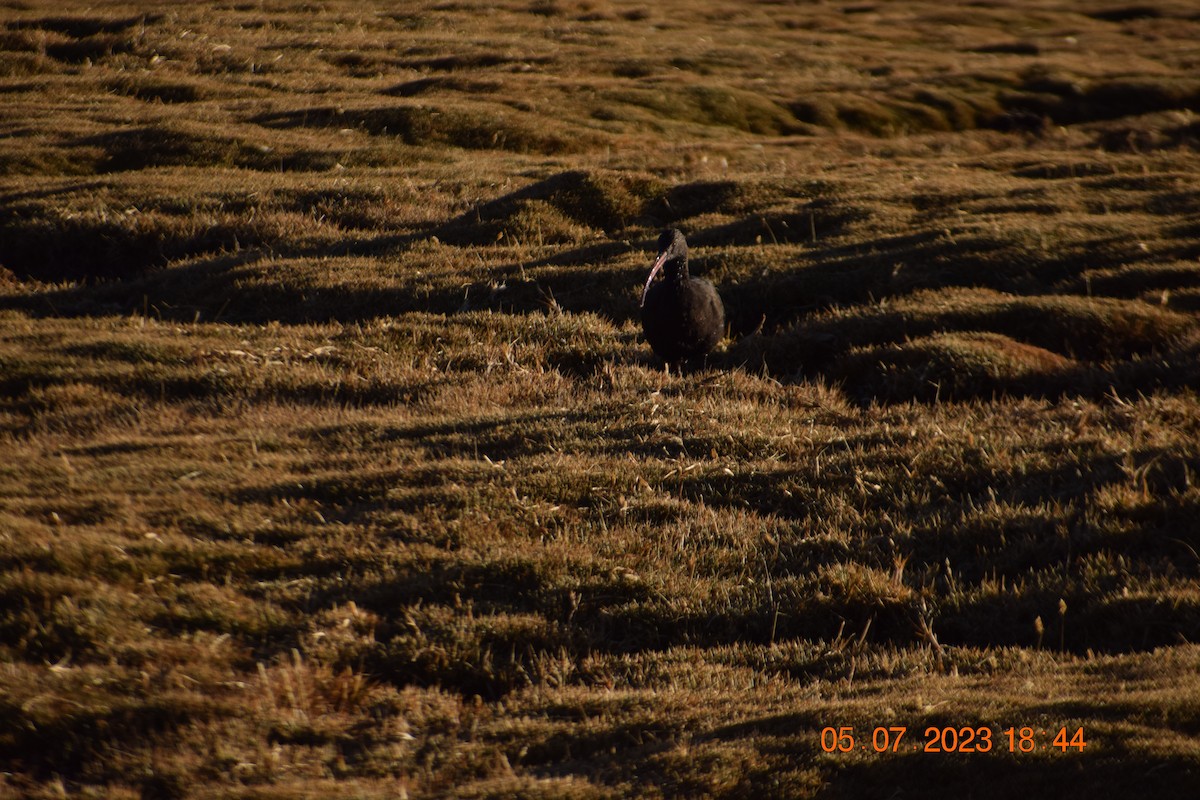 ibis andský - ML594426991