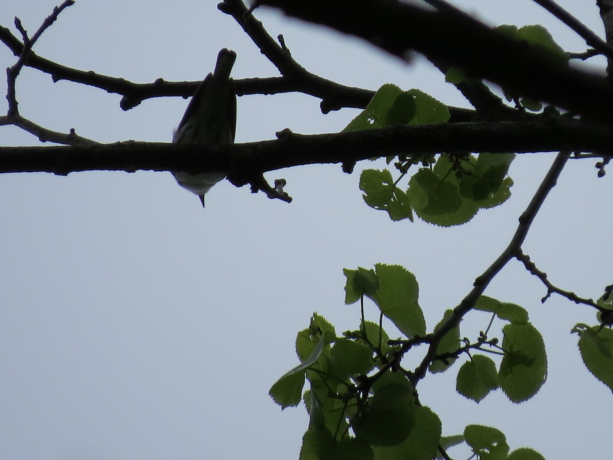 Cerulean Warbler - ML59442701