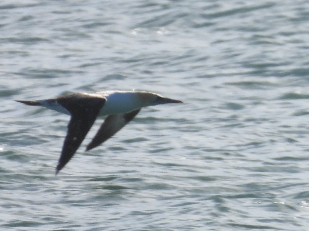 Australasian Gannet - ML594428901