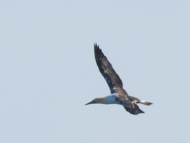 Australasian Gannet - ML594428951