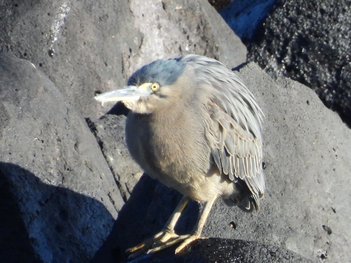 Striated Heron - ML594429221