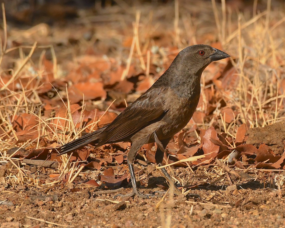 Bronzed Cowbird - Ted Wolff