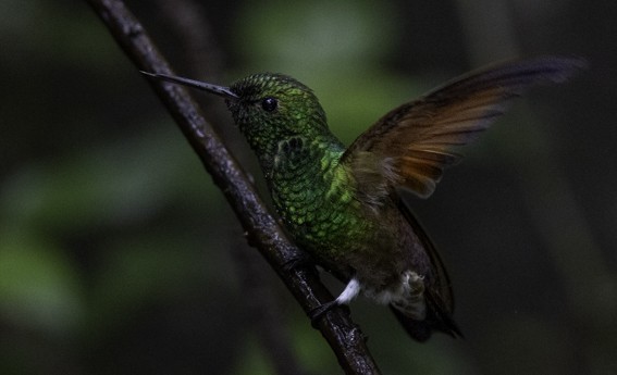 kolibřík mexický - ML594429461