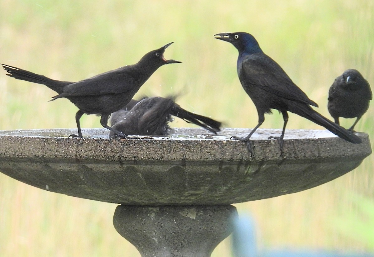 Common Grackle - ML594429541