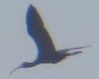 ibis americký - ML594434191