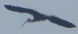 ibis americký - ML594434201
