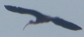 White-faced Ibis - ML594434201