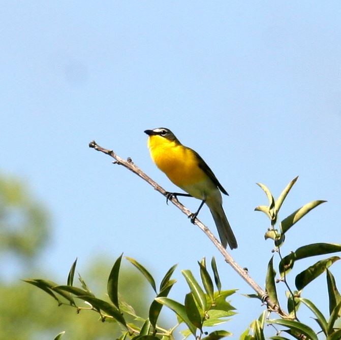 Yellow-breasted Chat - ML59443431