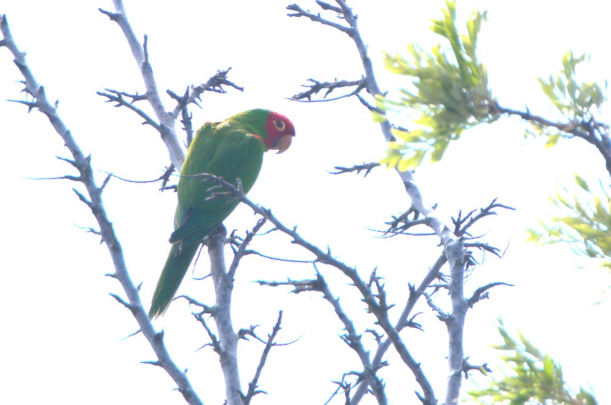 Guayaquil Papağanı - ML594434711