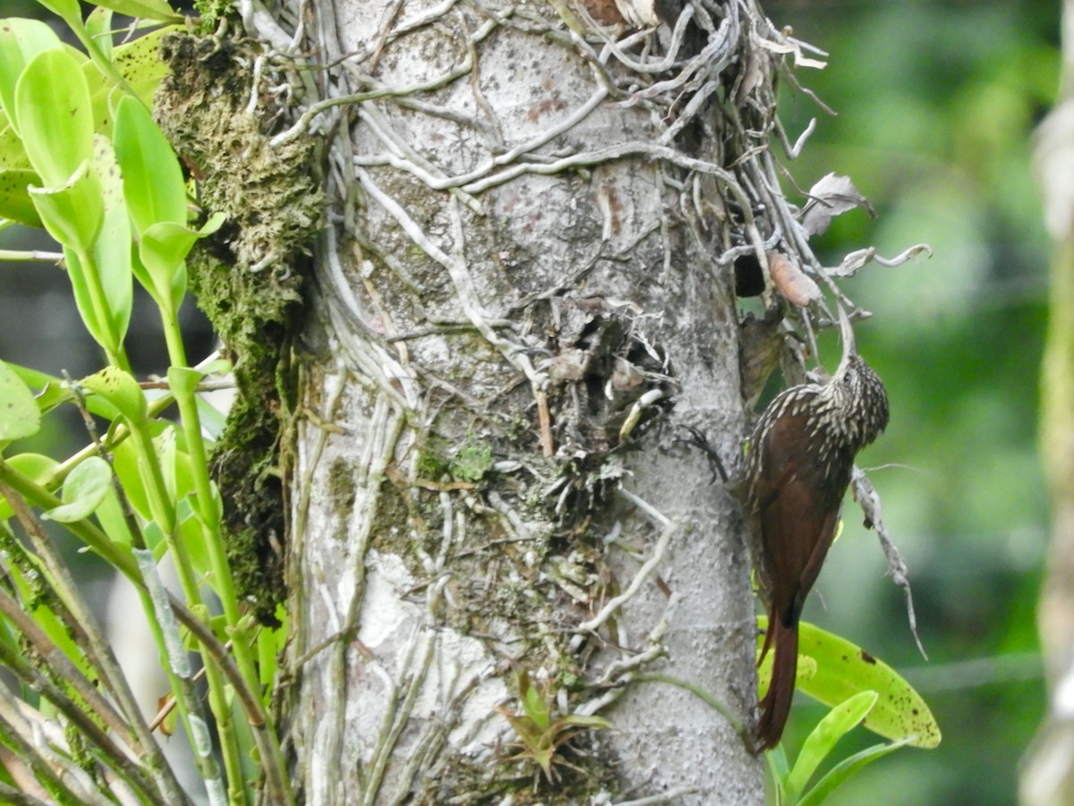 Streak-headed Woodcreeper - ML594434731