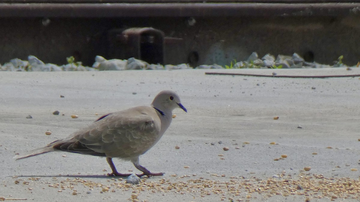 Eurasian Collared-Dove - ML594435061