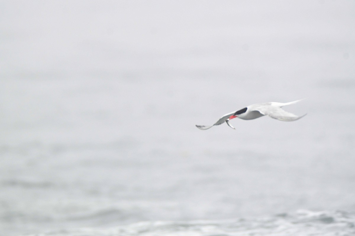 Common Tern - Chaiby Leiman