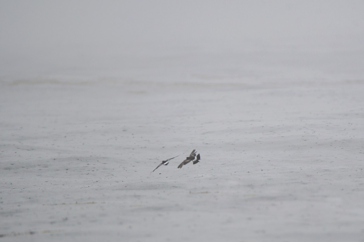 Wilson's Storm-Petrel - Chaiby Leiman