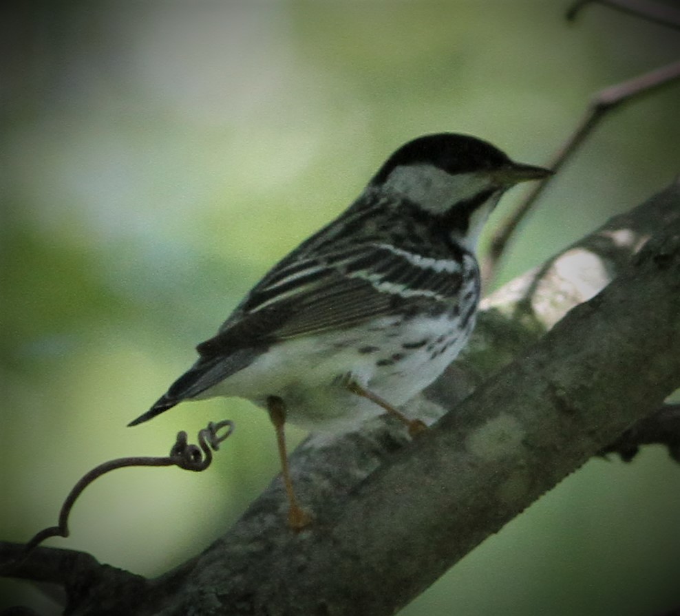 Blackpoll Warbler - Matthew Valencic