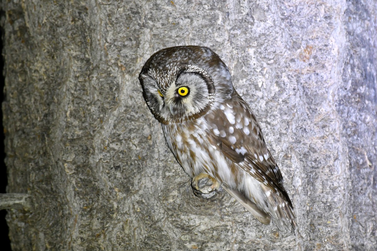 Boreal Owl - ML594436651