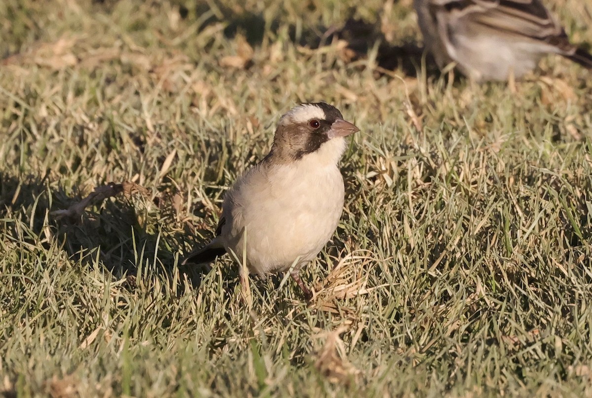 White-browed Sparrow-Weaver - Ken Oeser
