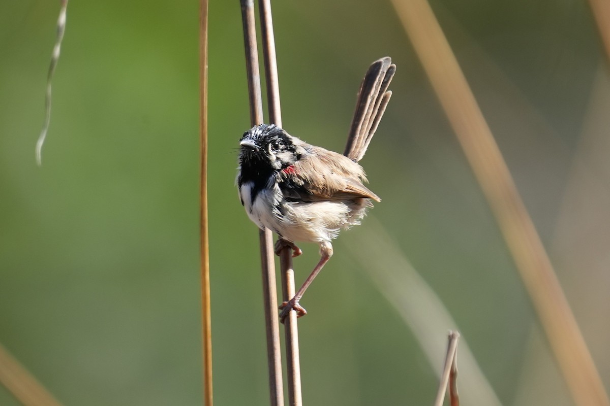 Red-backed Fairywren - Samantha Duffy