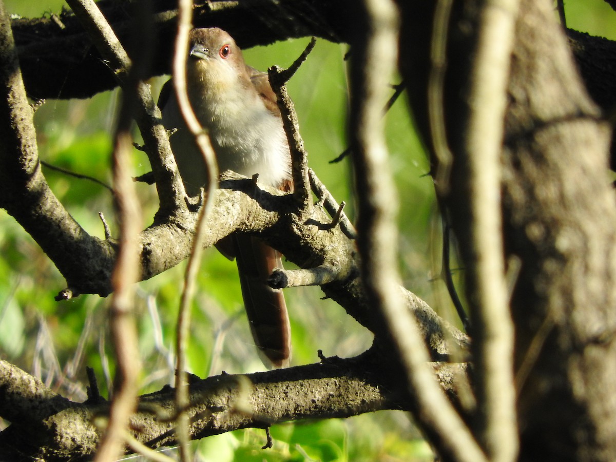 Black-billed Cuckoo - Alan MacEachren