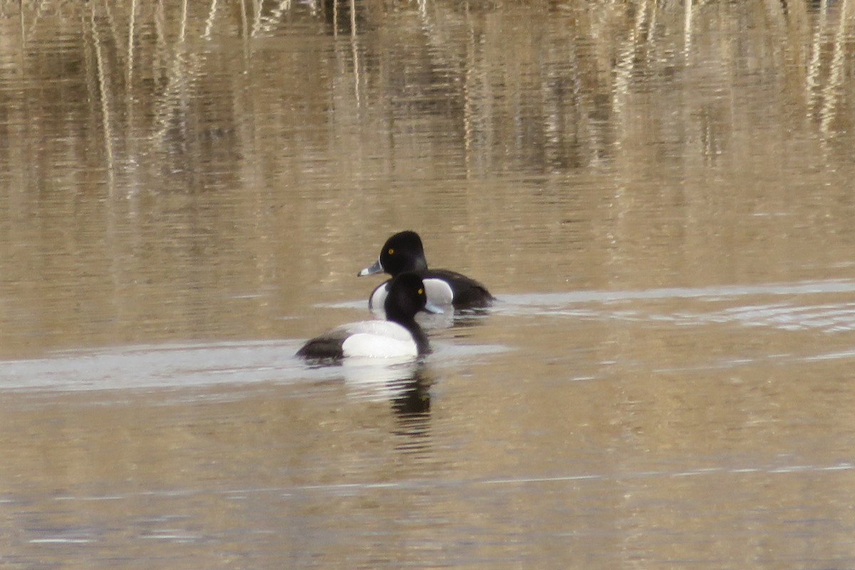 Ring-necked Duck - ML594439671