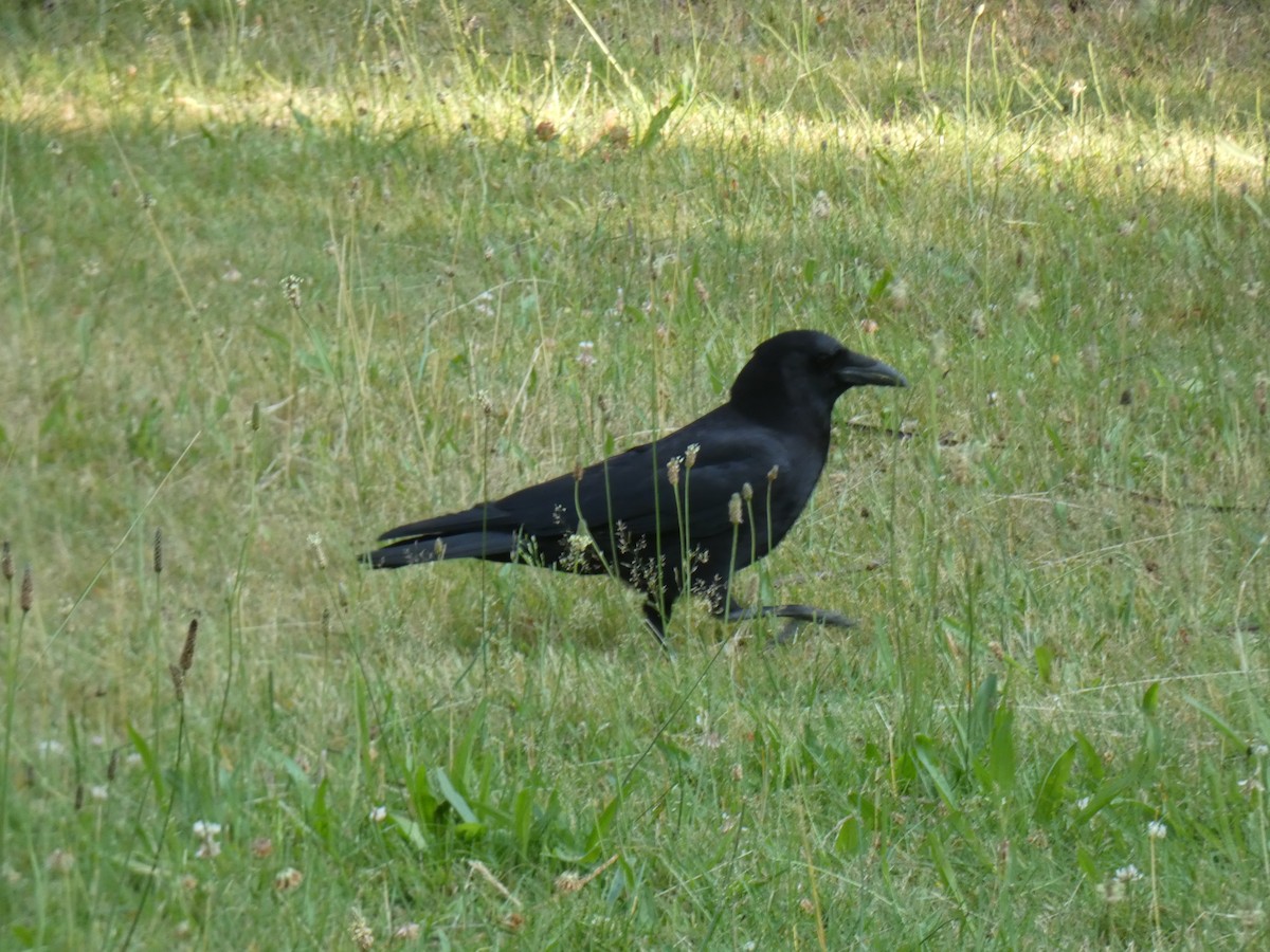 American Crow - ML594439691