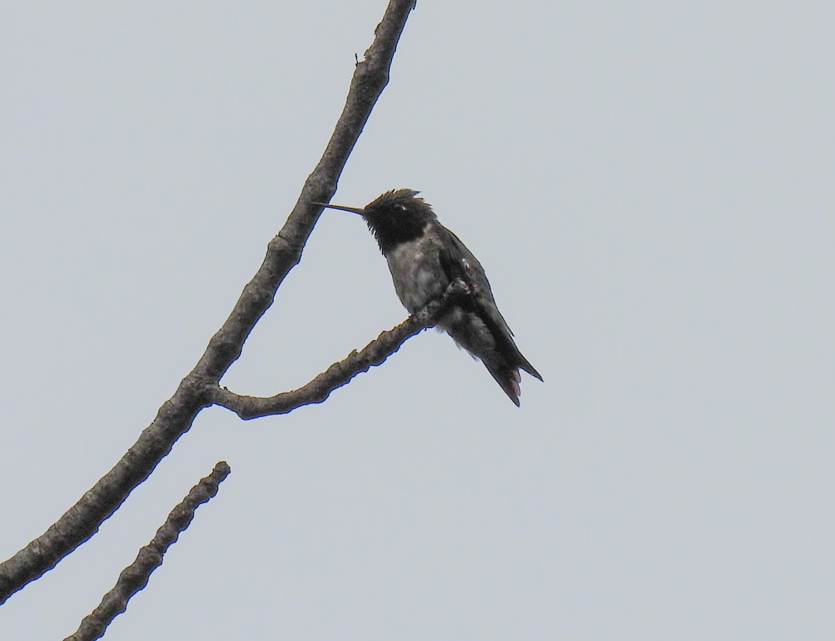 Ruby-throated Hummingbird - ML594441701