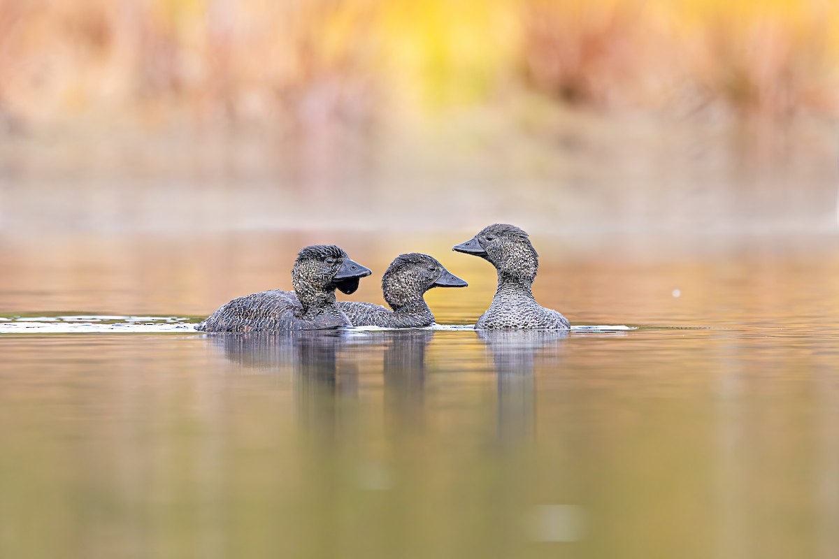 Musk Duck - ML594443811