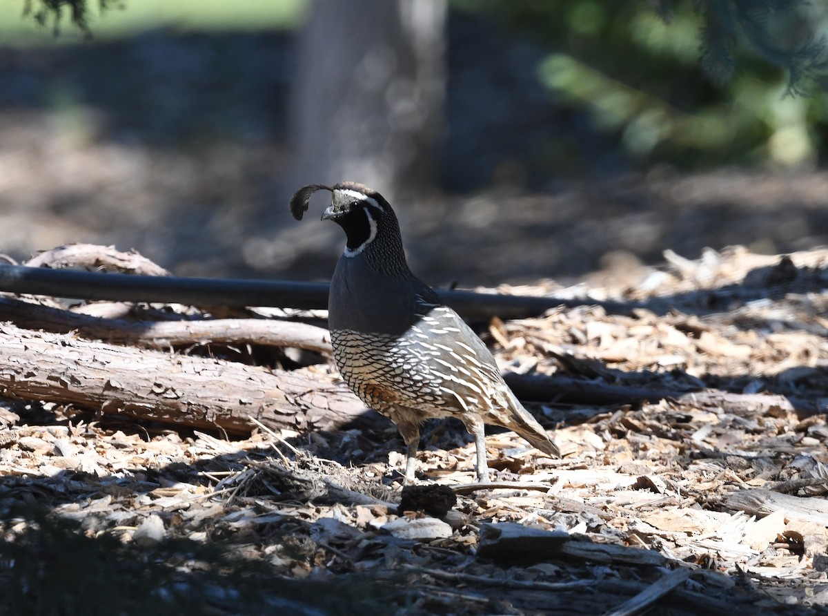 California Quail - ML594443821