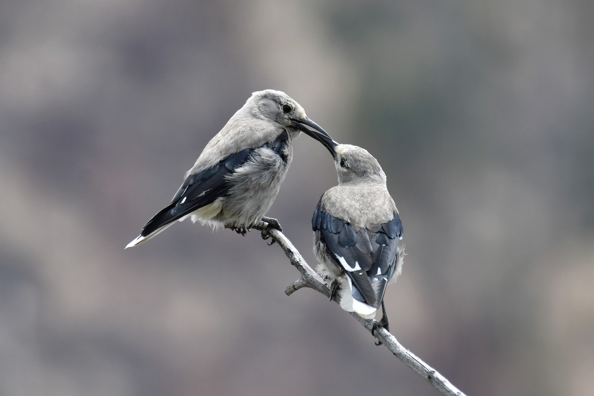 Clark's Nutcracker - ML594444161