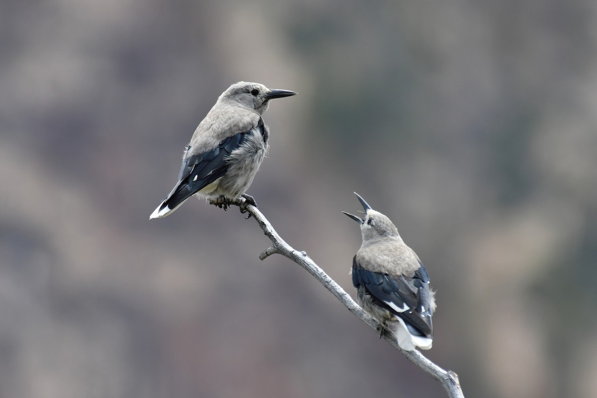 Clark's Nutcracker - ML594444181