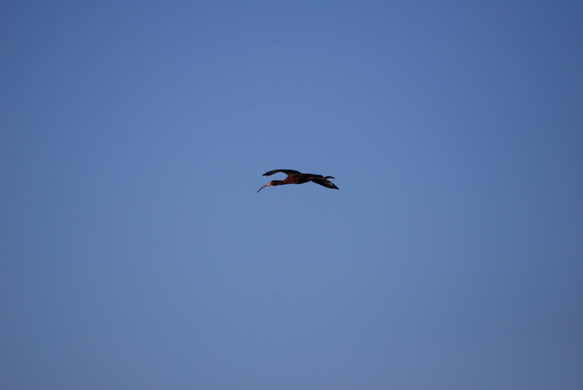 ibis americký - ML594444401