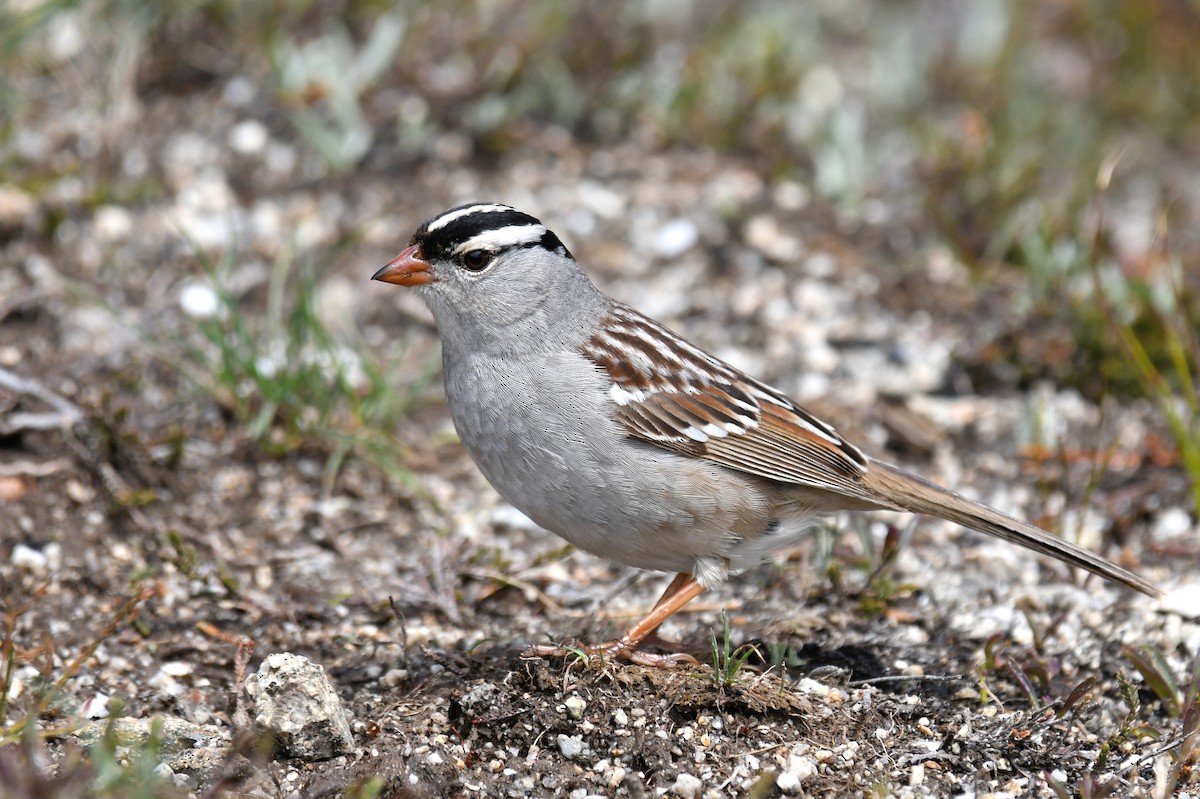 White-crowned Sparrow - Sam Miller