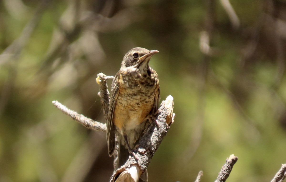 American Robin - ML594444971